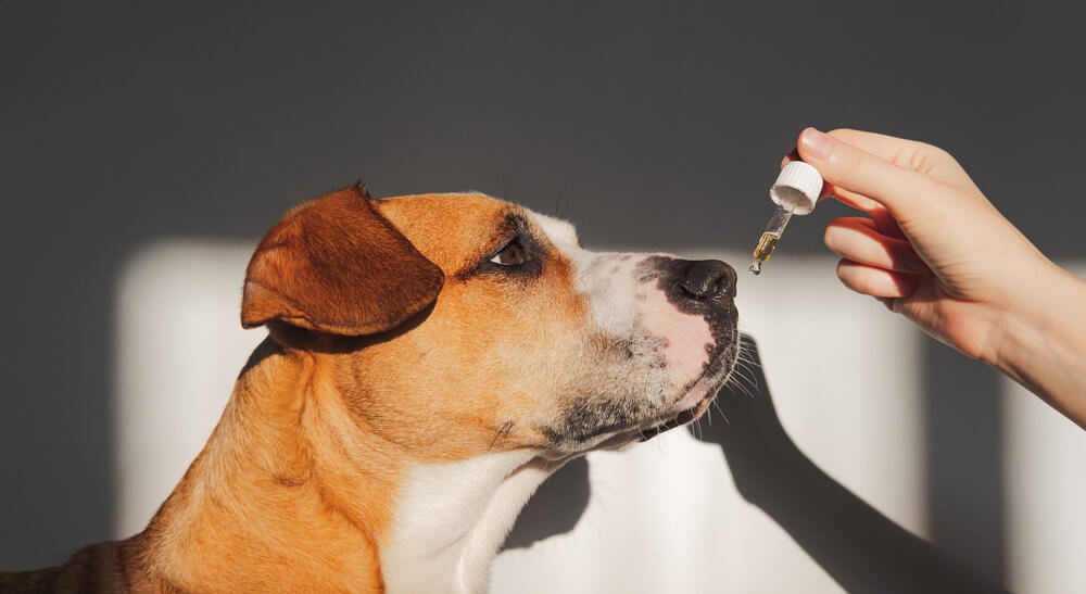 large short haired dog looking at dropper with cbd oil as owner holds it in front of its mouth