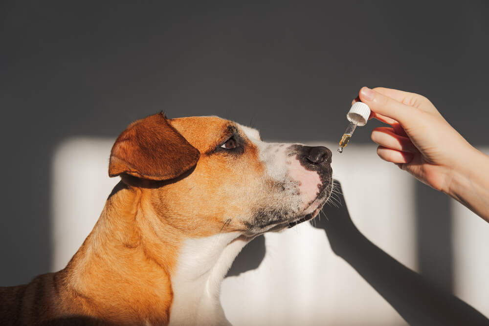 large short haired dog looking at dropper with cbd oil as owner holds it in front of its mouth